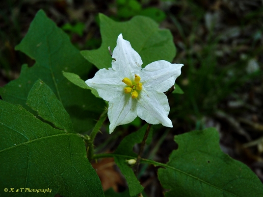{Solanum carolinense}